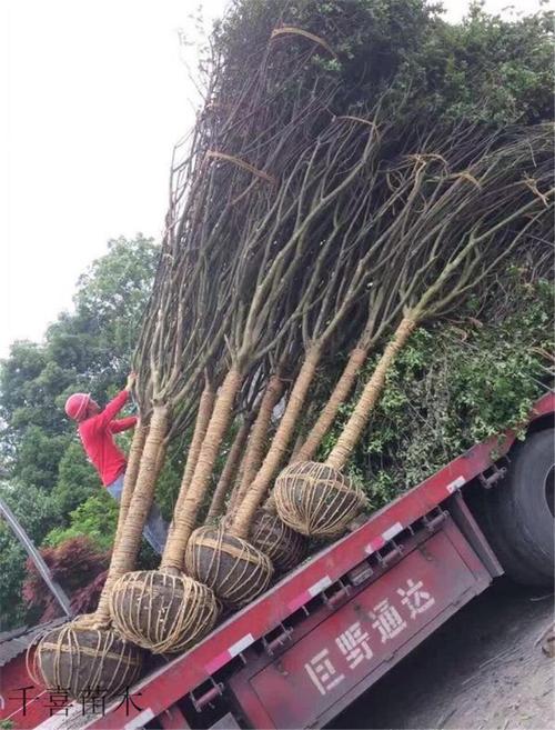 浙江紫薇產地 紅火箭紫薇新品種金華千喜苗木供應商