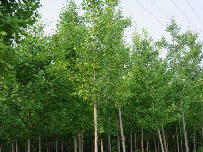 【15公分銀杏樹(shù)多少錢-湖南銀杏樹(shù)多少錢-云開(kāi)苗木圖片】15公分銀杏樹(shù)多少錢-湖南銀杏樹(shù)多少錢-云開(kāi)苗木圖片大全