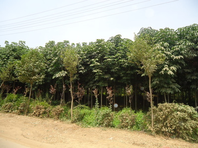 哪里有七葉樹苗木批發?