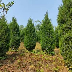 第5968頁(yè)苗木供應(yīng)信息_綠化苗木供應(yīng)_苗木銷售信息