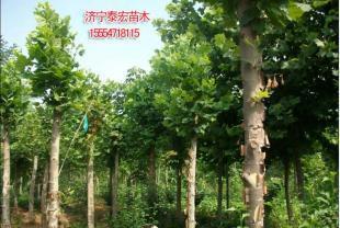 2014年處理山東濟(jì)寧全冠法桐價(jià)格_農(nóng)副產(chǎn)品_世界工廠網(wǎng)