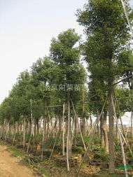 香樟樹造型優(yōu)美 香樟樹價(jià)格 8公分香樟價(jià)格 香樟質(zhì)優(yōu)價(jià)廉