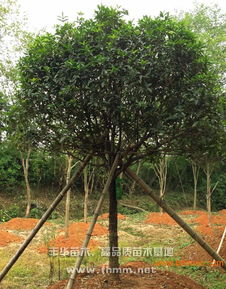 供應(yīng)10公分桂花 10公分桂花樹 豐華苗木,供應(yīng)10公分桂花 10公分桂花樹 豐華苗木生產(chǎn)廠家,供應(yīng)10公分桂花 10公分桂花樹 豐華苗木價(jià)格