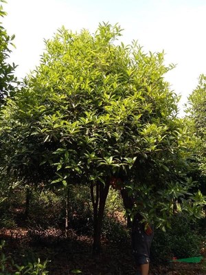 咸寧萬桂桂花苗木種植專業(yè)合作社