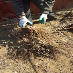 寧夏銀川晚熟葡萄苗基地直銷 新聞z