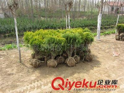 出售優(yōu)質(zhì)蔓海母月季,預(yù)定優(yōu)惠,量大更優(yōu)!圖片|出售優(yōu)質(zhì)蔓海母月季,預(yù)定優(yōu)惠,量大更優(yōu)!產(chǎn)品圖片由沭陽縣顏集鎮(zhèn)堰下村綠都苗木場公司生產(chǎn)提供-