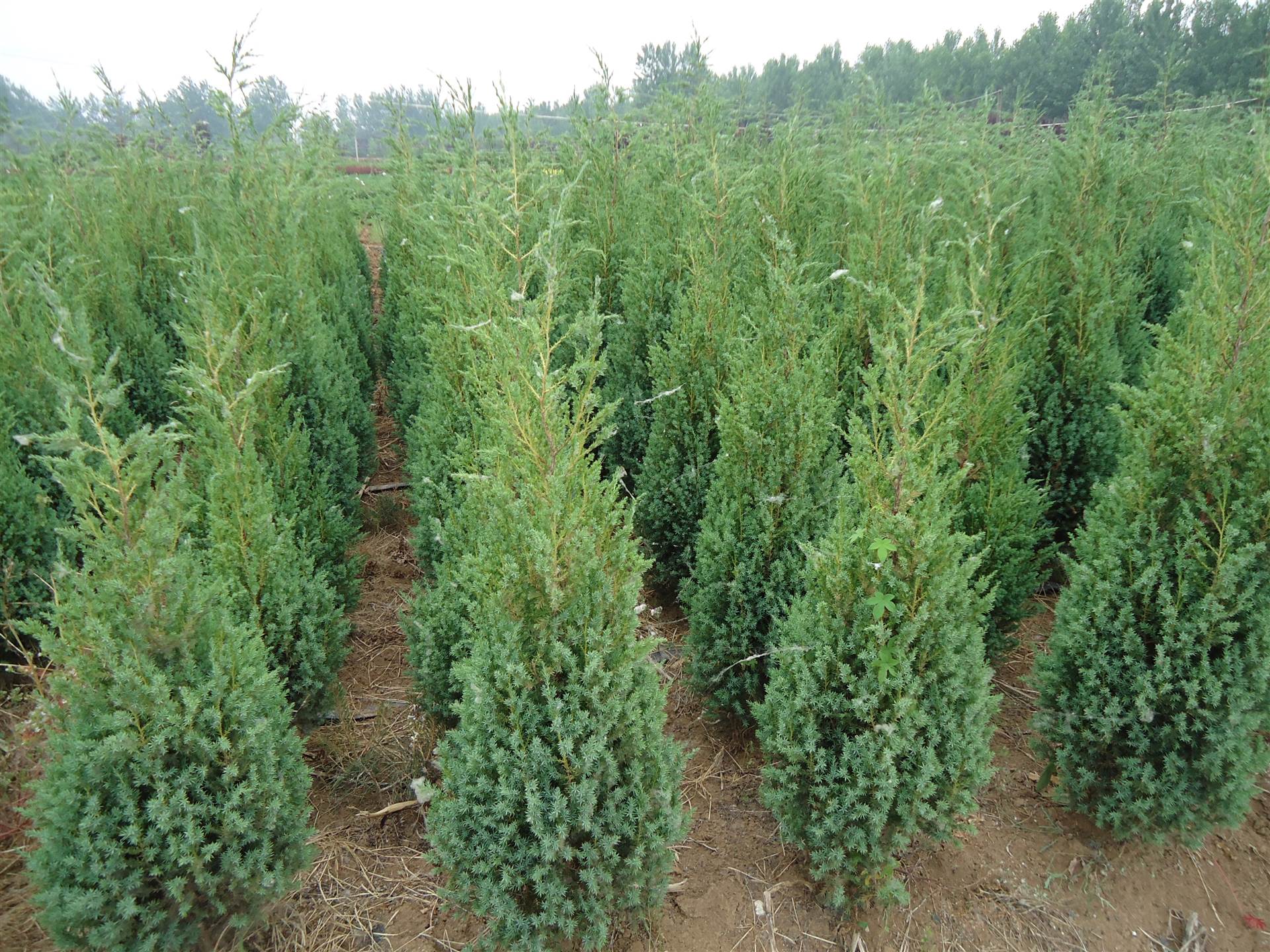 檜柏/圓柏 苗木大量供應 量大從優 產地直銷 - 苗木批發網