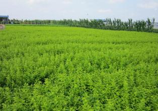 側柏基地種植基地 側柏基地基地