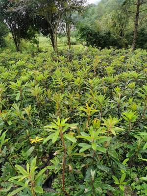 云皓高山杜鵑樹苗基地 信都苗木