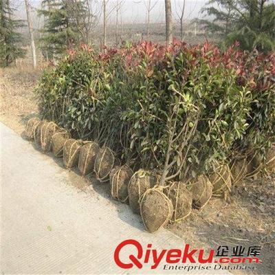 苗圃特價大量供應綠化小苗 紅葉石楠 50-80高1.1元 量大從優-沭陽國祥苗木園藝場提供苗圃特價大量供應綠化小苗 紅葉石楠 50-80高1.1元 量大從優的相關介紹、產品、服務、圖片、價格沭陽國祥苗木園藝場、綠化苗木;食用果樹;月季花卉;室內盆栽;綠化種子