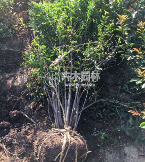 花石榴深受人們的喜愛,你知道還有哪些種類嗎