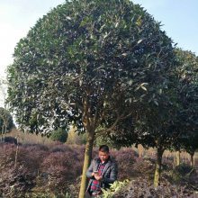 【精品工程綠化苗木桂花樹發貨湖南圖片】精品工程綠化苗木桂花樹發貨湖南