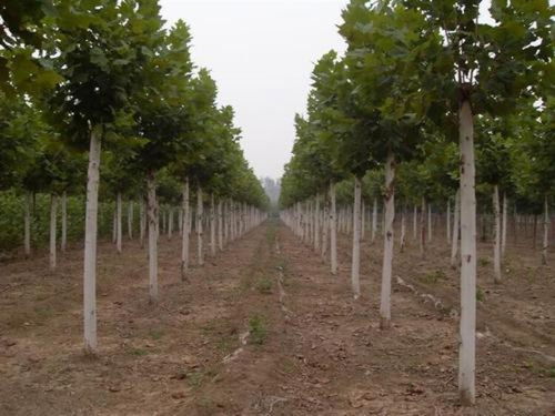 聊城法桐苗木批發(fā)