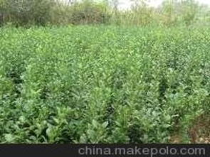 河北苗木供應商,價格,河北苗木批發(fā)市場 