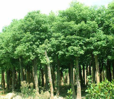 湖南寧鄉(xiāng)張氏苗木場供應:大葉女貞,杜英,杜仲,楓香,枸骨,廣玉蘭,桂花,合歡,紅果冬青,欒樹 - 中國花木資訊網