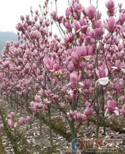 批發(fā)綠化苗木(圖)價格_批發(fā)綠化苗木(圖)廠家_世界工廠網產品信息庫