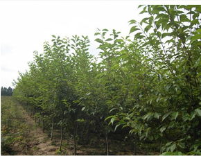 四平苗木價格,中國苗木產業(yè)平臺一站式服務,100 省心