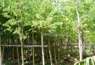 供應廣東苗木羊蹄甲-低價批發(fā)羊蹄甲-羊蹄甲價格_農副產品_世界工廠網中國產品信息庫