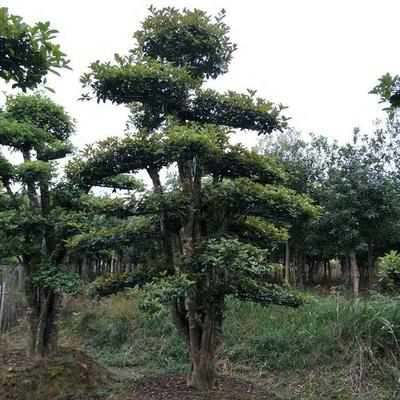 【君威苗圃】供應欏木石楠造型樹樁 盆景欏木石楠樹 園林綠化苗木 量大價優(yōu)圖片_高清圖_細節(jié)圖-長沙市雨花區(qū)君威苗圃