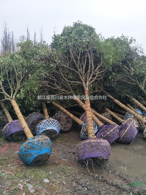 都江堰百川苗木種植農民專業合作社