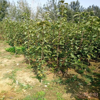 【梨苗怕水嘛口碑廠家黃金梨苗幾月份栽生長結果狀】泰安高新區旺運苗木中心 - 產品庫