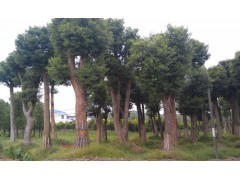 2013年湖南香樟樹最新報價/湖南工程綠化苗木價格查詢|喬灌木|綠化苗木|供應信息|597苗木網