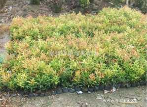 金森女貞 福建華陽(yáng)綠化苗木