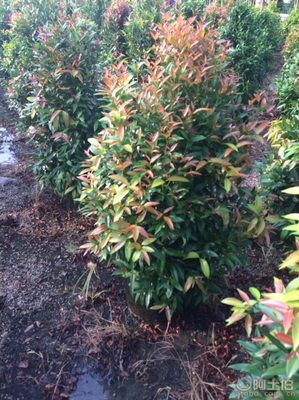 【江西綠化苗木袋苗紅車(chē)、農(nóng)戶種植】綠化苗木,價(jià)格,廠家,供應(yīng)商,花木,龍海市東泗興輝園藝場(chǎng) - 產(chǎn)品庫(kù)