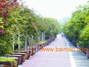 安徽金葉女貞球精品 安徽金葉女貞球批發(fā)安徽 金葉女貞球苗圃, 安徽金葉女貞球精品 安徽金葉女貞球批發(fā)安徽 金葉女貞球苗圃生產廠家, 通透性良好