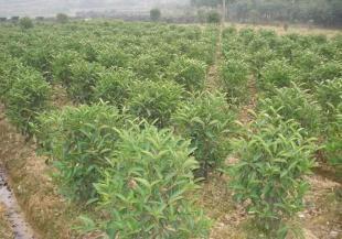 綠化苗木喬木花卉種子無刺狗骨_農副產品_世界工廠網中國產品信息庫