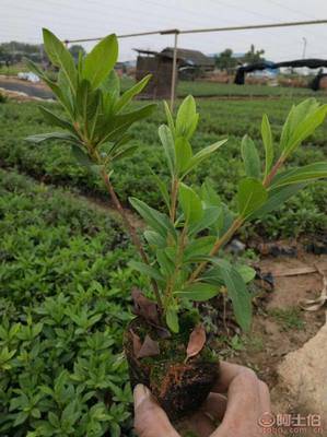 【江南毛杜鵑小袋苗哪里有?什么報價?】綠化苗木,價格,廠家,供應商,花木,龍海市東泗興輝園藝場 - 產品庫