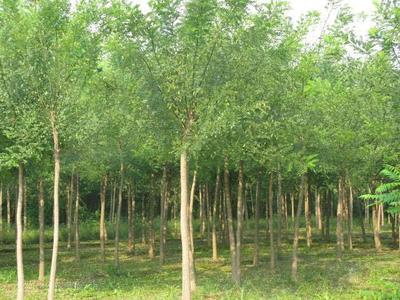 國槐樹價格圖片|國槐樹價格產品圖片由河南鄢陵花卉苗木場公司生產提供-