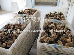 專業的笨雞苗供應商推薦 笨雞苗低價批發