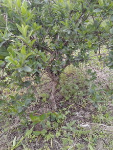 金銀花苗木出售