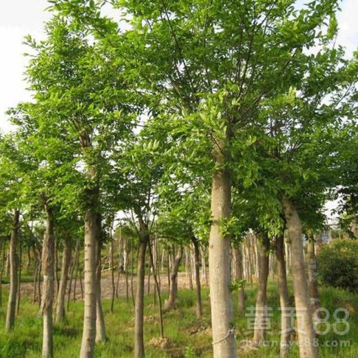 【鎮(zhèn)江樸樹(shù)苗木】- 