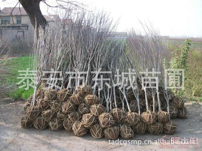 【批發(fā)石榴樹(shù),泰安石榴苗,3公分石榴樹(shù)、薄殼核桃苗,5公分石榴樹(shù)】泰安市泰山區(qū)東城林果苗木繁育場(chǎng) - 產(chǎn)品庫(kù)