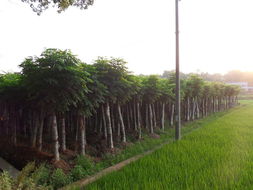 15公分黃山欒樹(shù) 15公分移栽黃山欒樹(shù)