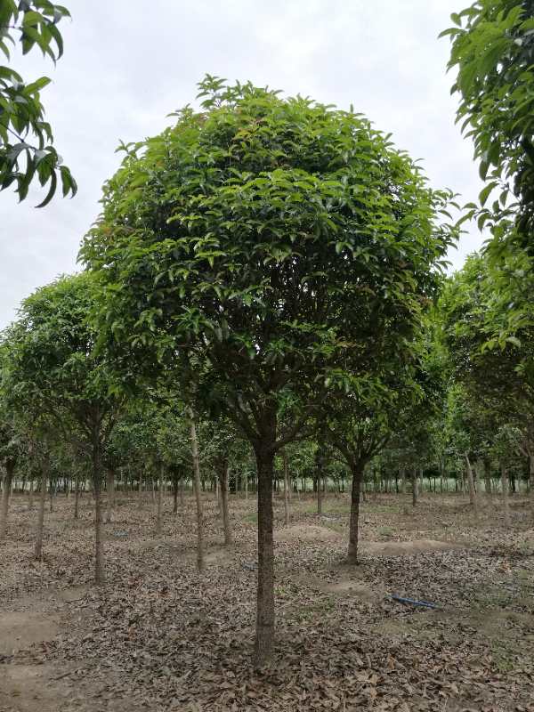 【八月桂種植基地批發(fā)價(jià)出售】- 