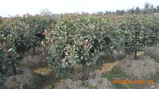 湖南宏盛苗圃大量供應(yīng)100 120公分紅葉石楠供應(yīng)商 湖南宏盛苗圃大量供應(yīng)100 120公分紅葉石楠供應(yīng)商 湖南長(zhǎng)沙宏盛苗圃盡在農(nóng)苗網(wǎng)