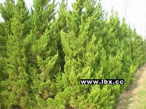 青州市豪鑫花卉苗木