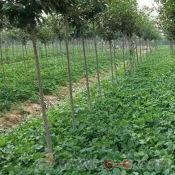 甜寶草莓苗批發 草莓苗園藝場