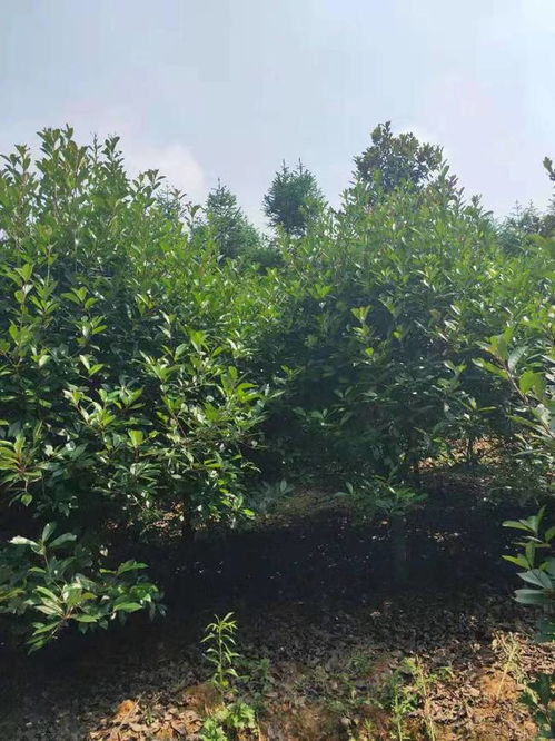 恭喜武漢美景匯苗木專業合作社入駐苗木通平臺 致力精品苗木發展