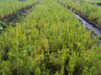 忻城苗木栽培正當(dāng)時 林業(yè)產(chǎn)業(yè)促脫貧