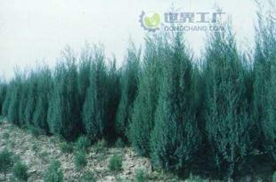 供應(yīng)檜柏苗木價格_供應(yīng)檜柏苗木廠家_世界工廠網(wǎng)產(chǎn)品信息庫