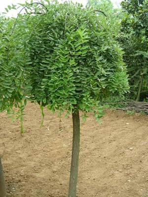 10公分國槐價(jià)格、12公分國槐報(bào)價(jià)、12公分國槐_農(nóng)副產(chǎn)品_世界工廠網(wǎng)