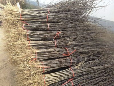 遂川獅子頭花椒苗的多樣品種與苗木特性