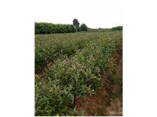 南縣鴻亨苗木種植專業(yè)合作社 為您呈現(xiàn)優(yōu)質苗木產品