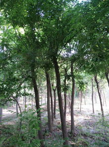 公司苗木產業(yè)發(fā)展與市場前景