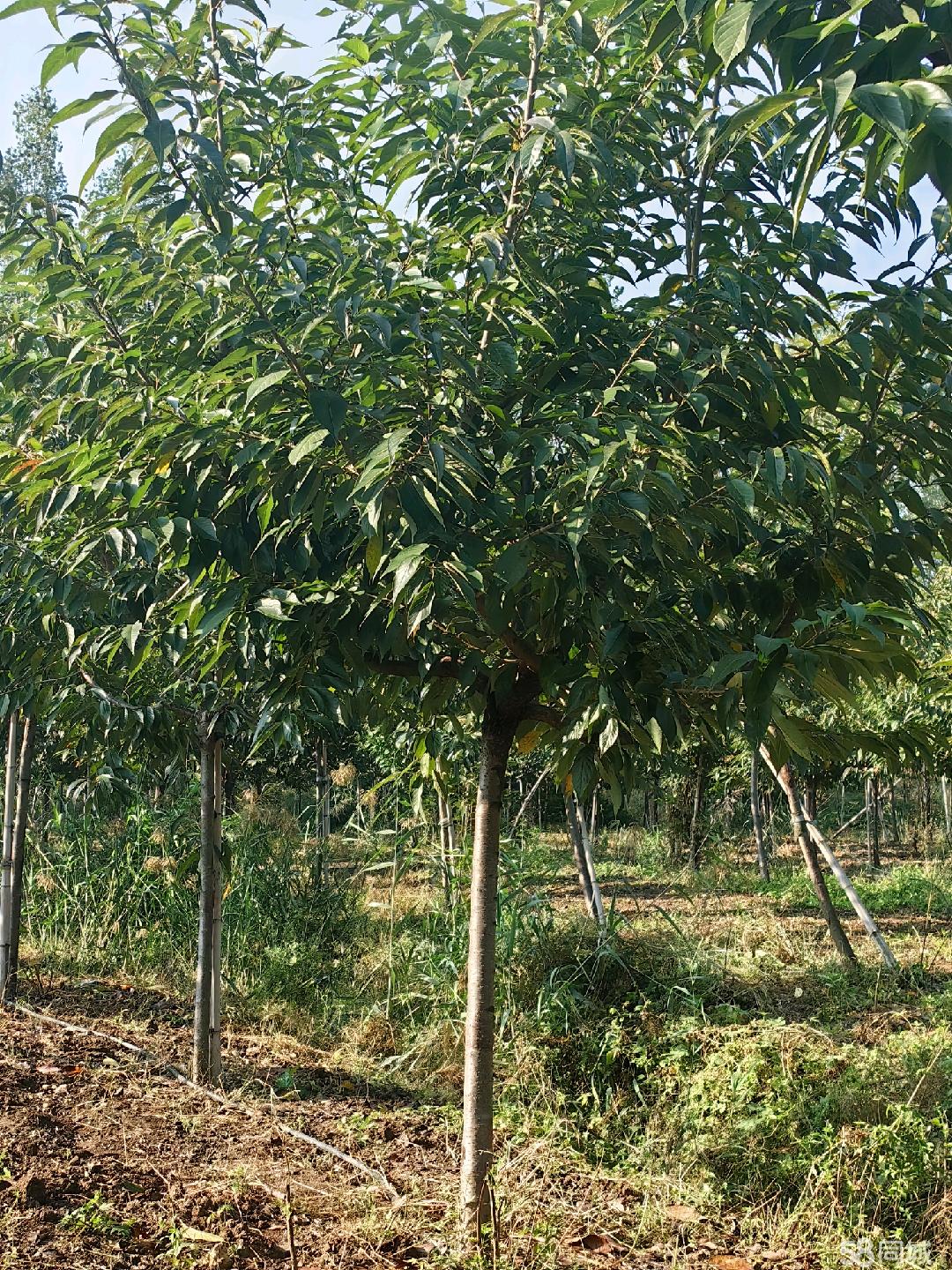 棗莊58同城 高效便捷的苗木交易平臺，助力綠色產業(yè)發(fā)展